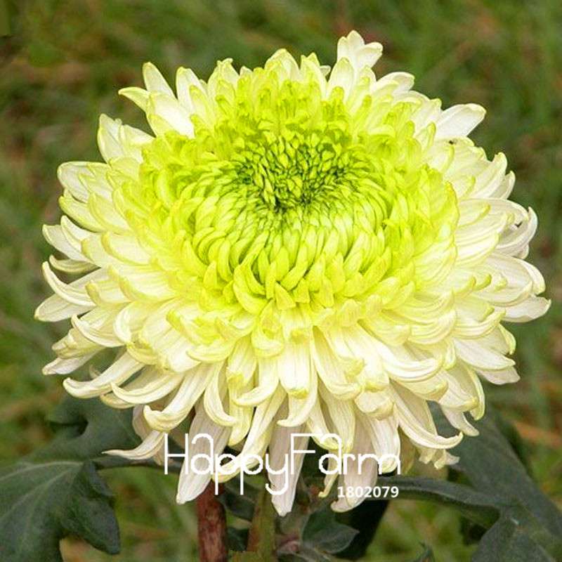 Fragrant Chrysanthemum Seeds - Colorful Bonsai Flower Seeds for Home Garden Planting