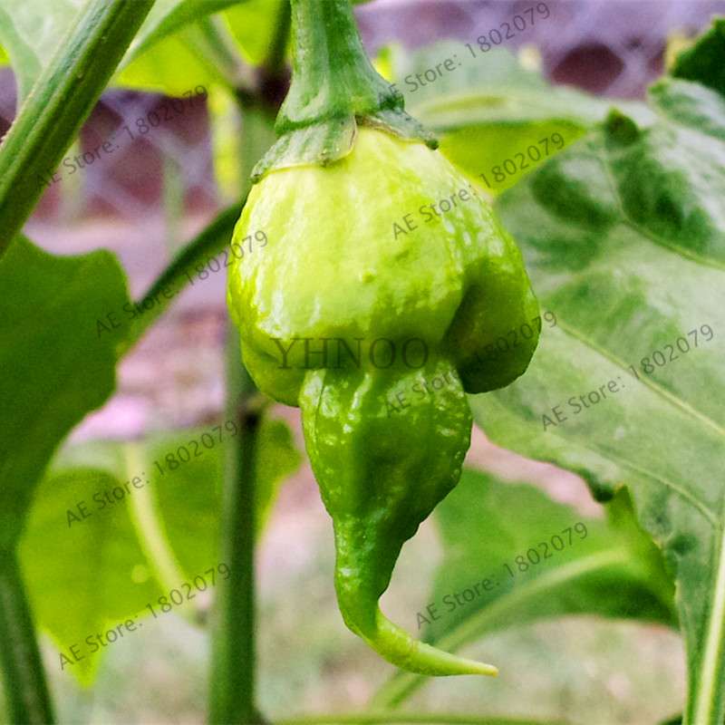Hot Scorpion Pepper Seeds - Super Rare Edible Bonsai Plant for Home Garden & Spicy Cooking