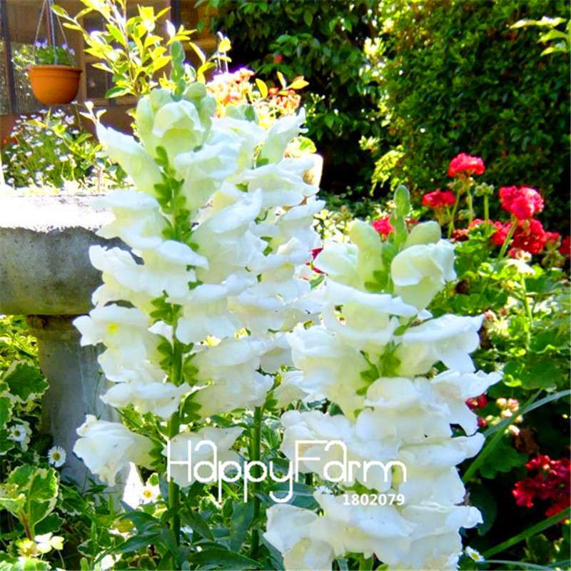 Snapdragon Seeds - Color Mix, Bonsai & Balcony Flowers, DIY Home Garden Planting - Non-GMO, Fast Growth
