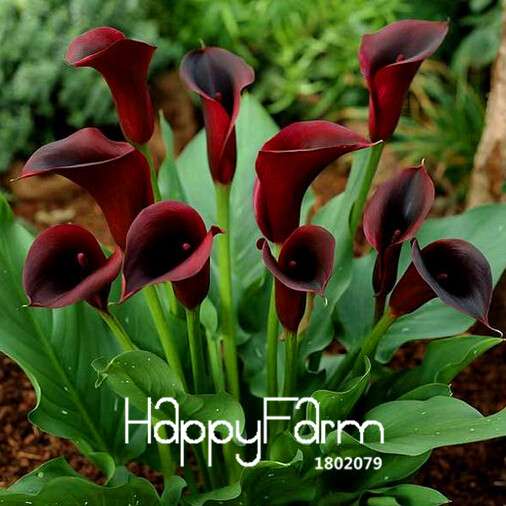 Mixed Color Calla Lily Seeds - Easy to Grow Bonsai Flower Seeds for Home Gardening