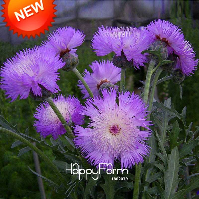 Buy Purple Cornflower Seeds - Scented Centaurea Cyanus for Balcony & Potted Plants | Fast US Shipping