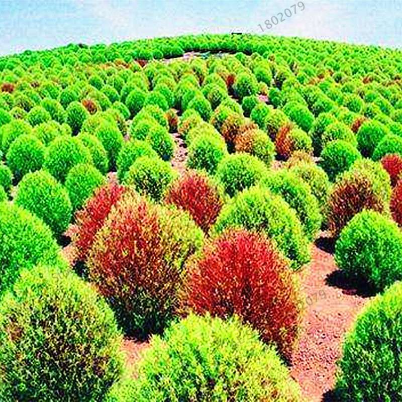 Broom Sedge Seeds for Lawn, Bonsai & DIY Garden - Home & Flowerpot Planting Decor