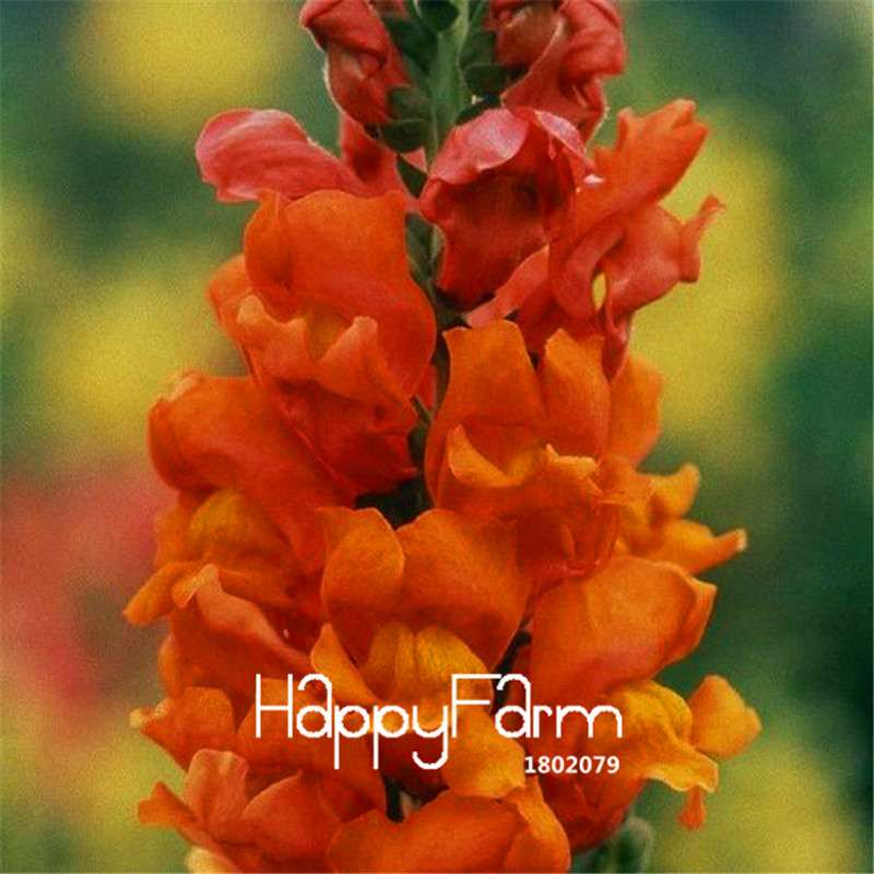 Snapdragon Seeds - Color Mix, Bonsai & Balcony Flowers, DIY Home Garden Planting - Non-GMO, Fast Growth