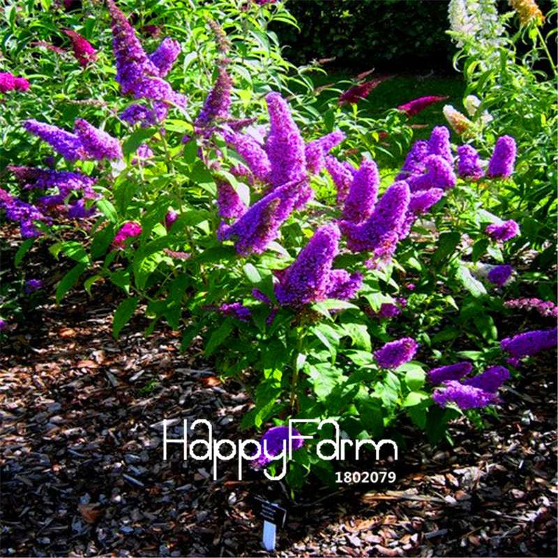 Butterfly Bush Seeds - Summer Lilac, Bonsai Plant for Home Garden, DIY Flower Seeds