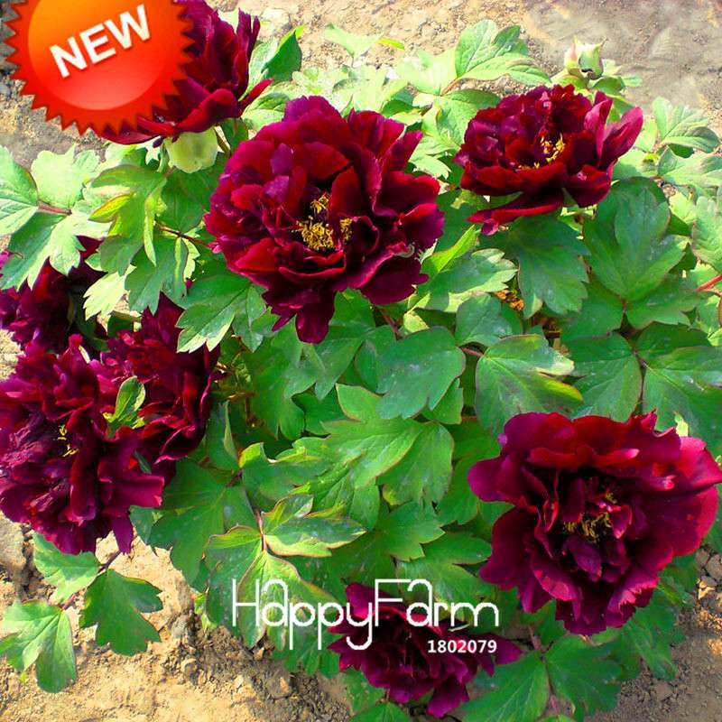 Black Purple Peony Seeds - Exotic Potted Bonsai Plant for Home Garden, Easy to Grow Flower Seeds