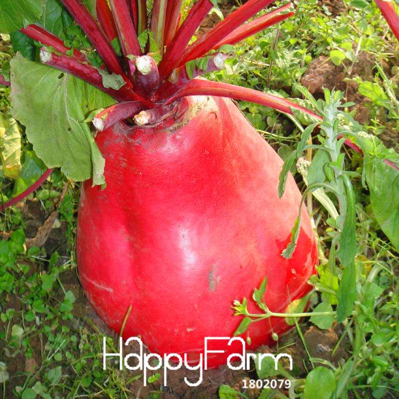 Organic Non-GMO Red Radish Seeds - Premium Vegetable & Fruit Garden Seeds for Home Planting