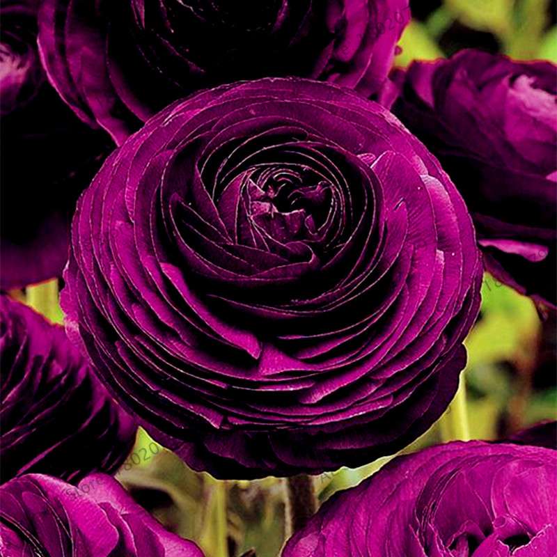Ranunculus Asiaticus Seeds - Perennial Bonsai Flowers for Home & Garden, Easy to Grow
