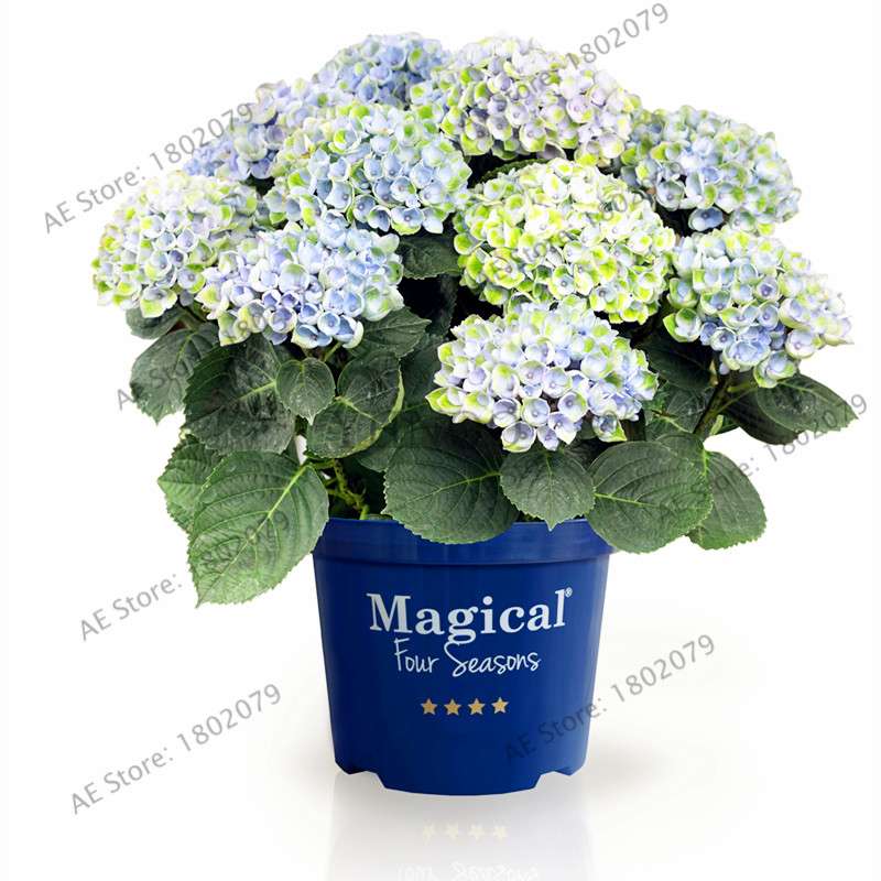 Hydrangea Bonsai Seeds - Perennial Wedding Flowers for Home & Garden - Easy to Grow