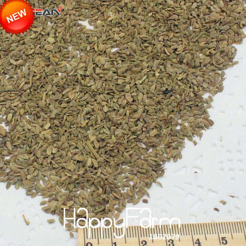 Carrot Seeds for Planting - Non-GMO, Fresh Vegetable Seeds for Home Garden (Potted & Outdoor)