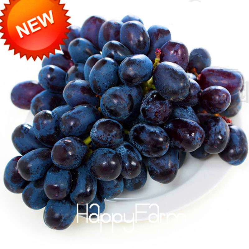 Seedless Black Grape Seeds - Natural Kyoho Fruit Plants for Home Gardening, High Yield