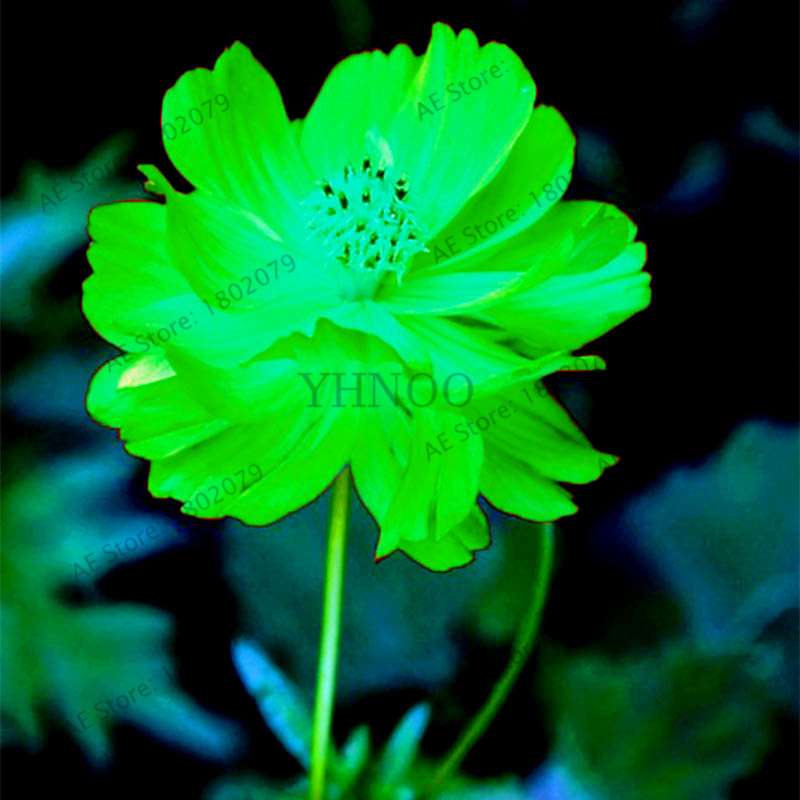 Buy Calendula Seeds - Premium Garden & Bonsai Flower Seeds for Indoor Planting, Big Sale!