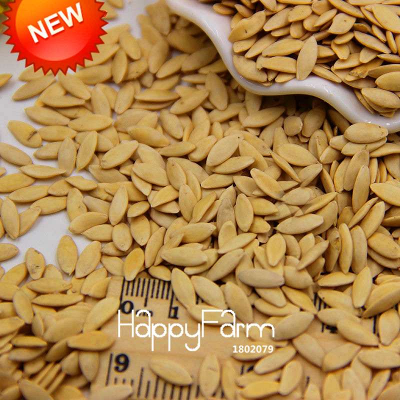 Dutch Cucumber Seeds - for Fresh, Homegrown Vegetables | Non-GMO, High Yield