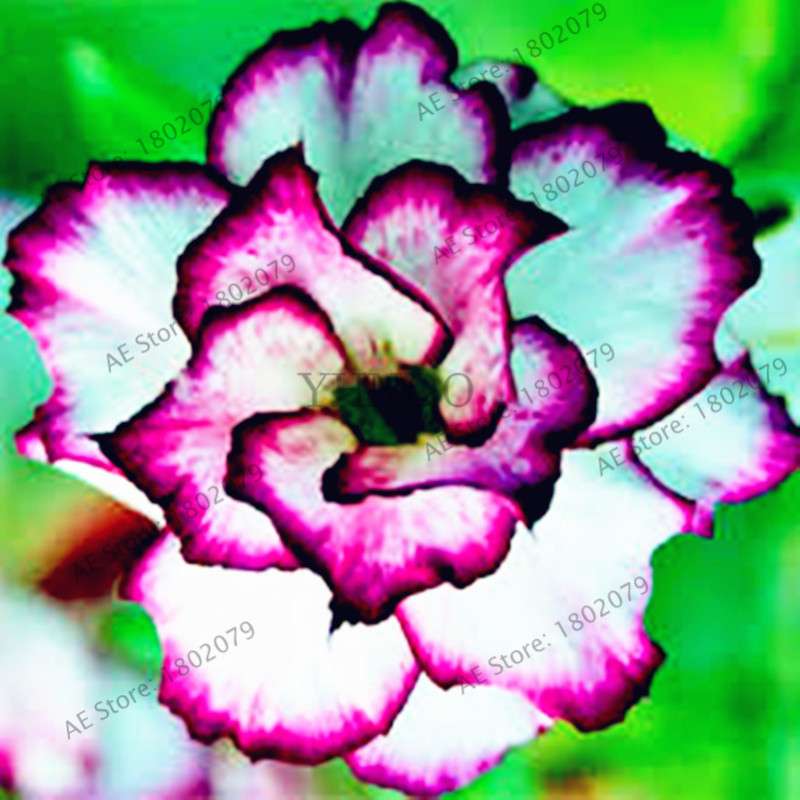 Mixed Color Desert Rose Seeds - Easy to Grow Bonsai Flower for Home Garden Planting