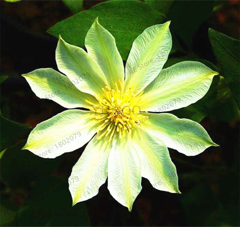Mixed Clematis Seeds - Easy to Grow Beautiful Bonsai Flowers for Home Garden (Limited Time Offer)