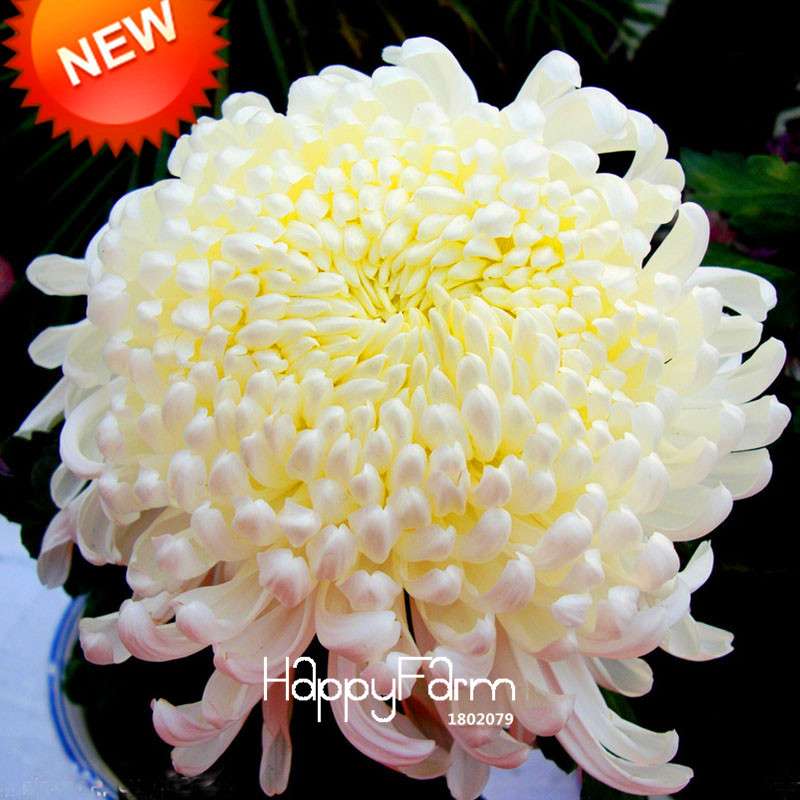 Premium White Chrysanthemum Seeds for Potted Plants - Garden Flowers