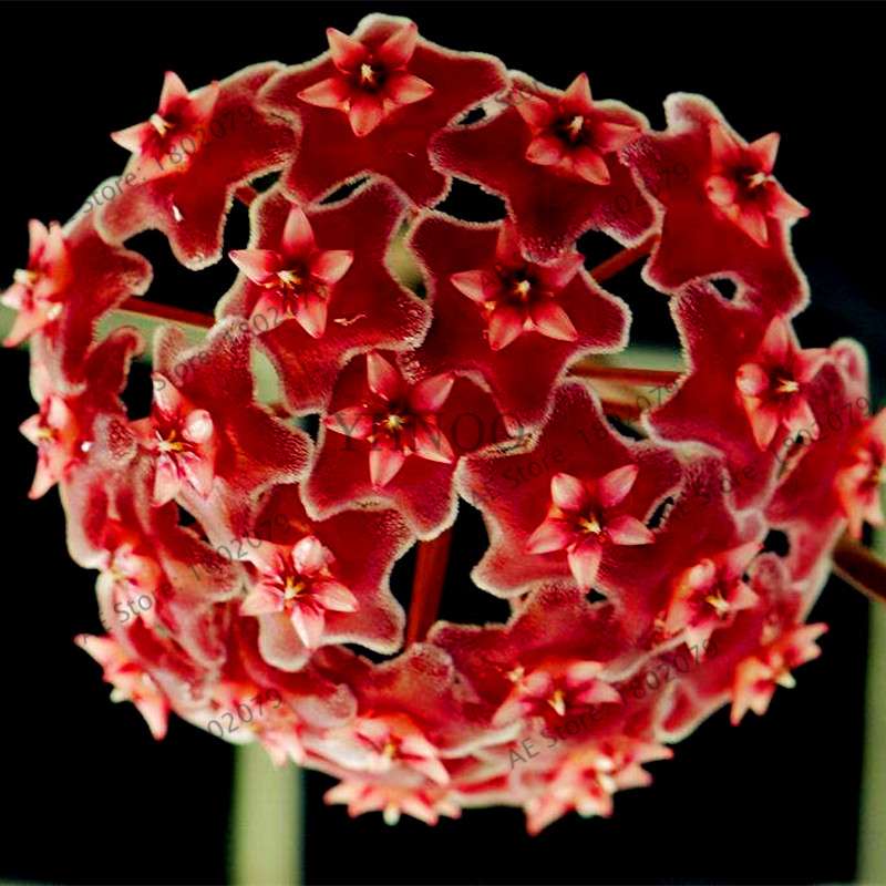 24 Color Hoya Carnosa Seeds - Rare Perennial Bonsai Plant for Home Garden