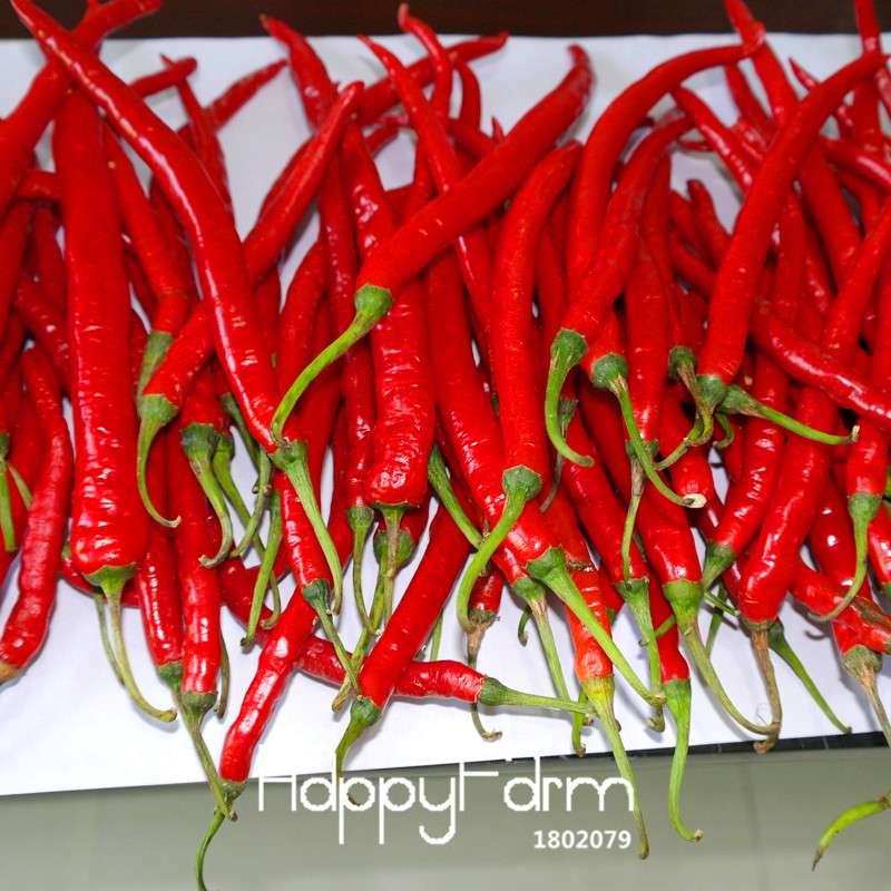 Long Red Chili Pepper Seeds - Organic, Healthy, Non-GMO for Garden & Pots - Hot Pepper Seeds for Home Planting