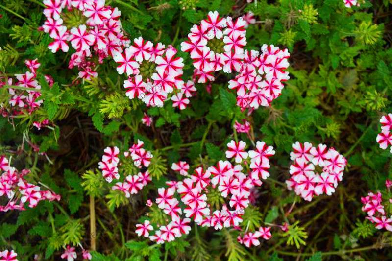 Verbena Seeds for Planting - Easy to Grow Potted Flowers, Bonsai Garden Seeds for Home & Outdoors