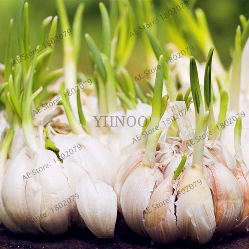 Organic Garlic Seeds - Healthy, Natural & Delicious Home Garden Planting