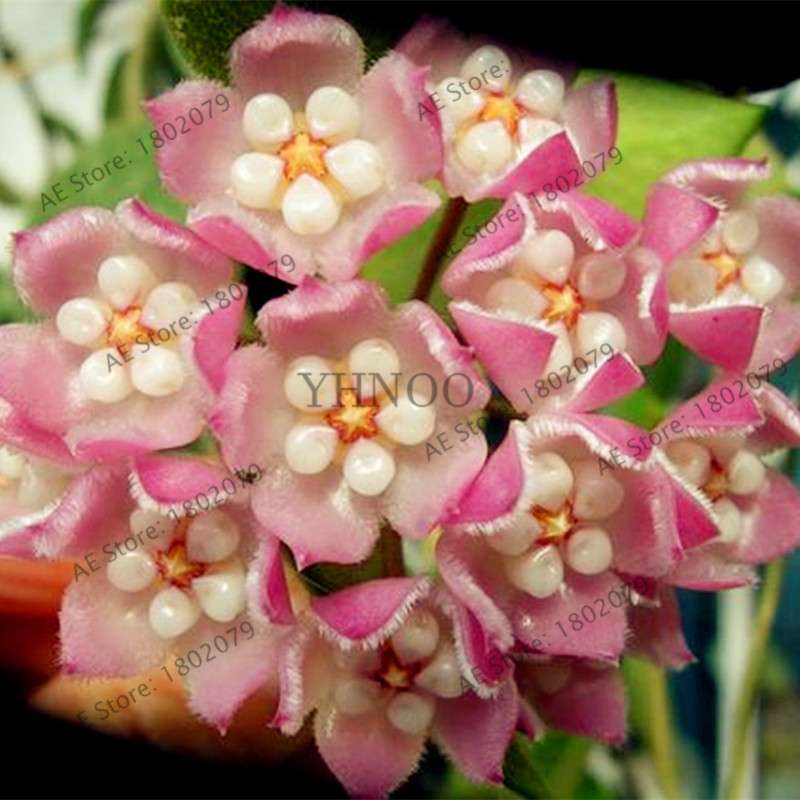 24 Color Hoya Carnosa Seeds - Rare Perennial Bonsai Plant for Home Garden