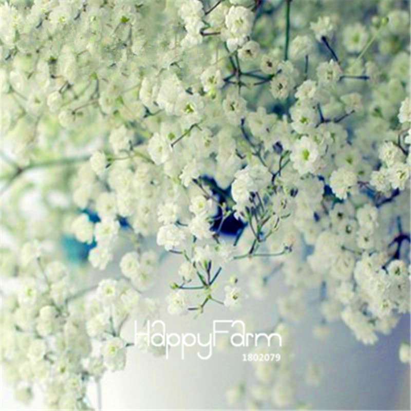 Starry Flower Seeds - Easy-Grow Indoor Potted Plants for Spring & Winter | Fast Shipping