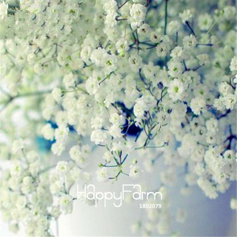 Starry Flower Seeds - Easy-Grow Indoor Potted Plants for Spring & Winter | Fast Shipping