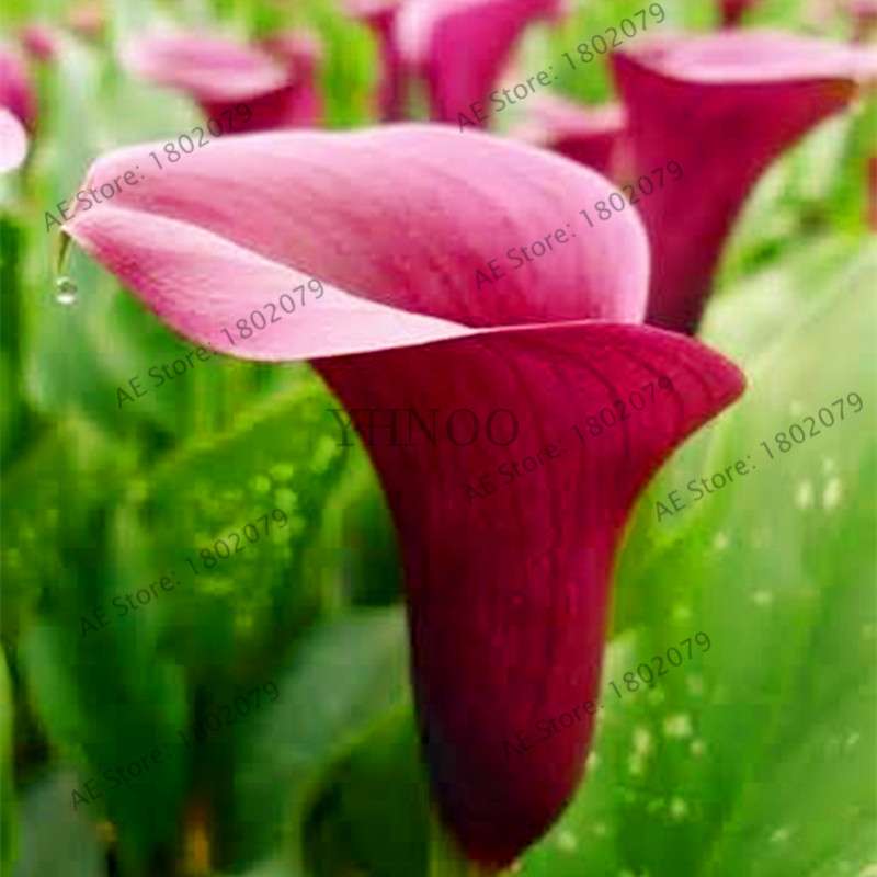 Calla Lily Seeds - Rare Perennial Bonsai Plant for Home, Garden & Wedding Bouquets | Gift Flowers