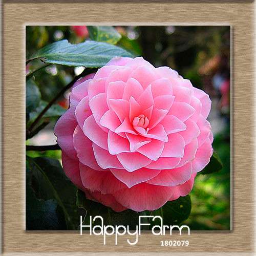 24-Color Camellia Seeds Kit - for Potted Plants, Bonsai & Garden Flowers | Fast-Growing & Vibrant Blooms