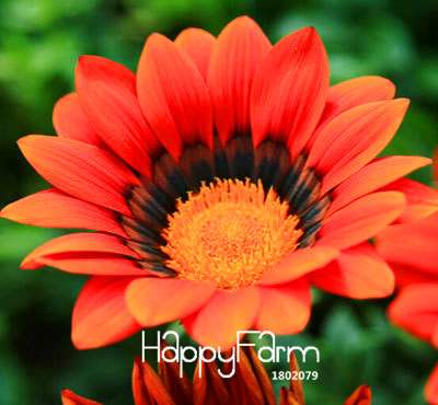 Vibrant Gazania Flower Seeds - Multicolor Mix for Stunning Blooms | Easy to Grow