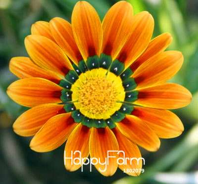 Vibrant Gazania Flower Seeds - Multicolor Mix for Stunning Blooms | Easy to Grow