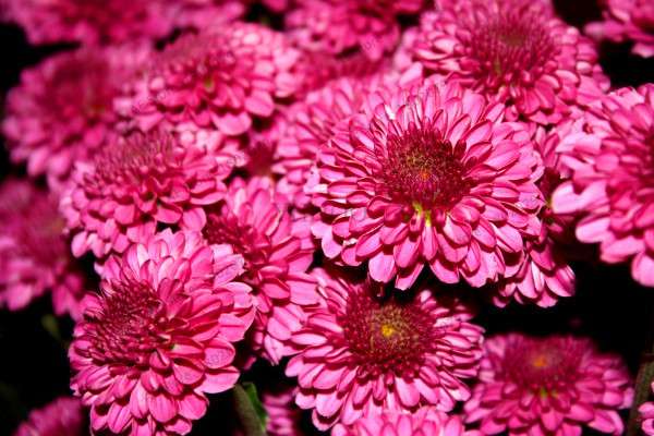 Perennial Daisy Seeds - Hardy Ground Cover Chrysanthemum for Home Garden & Bonsai Planting