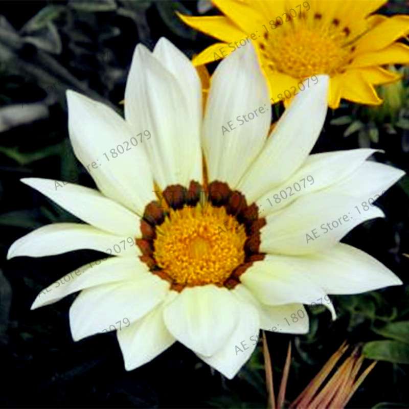 Mixed Color Gazania Rigens Seeds - Vibrant Flower Seeds for Home & Garden, Indoor/Outdoor Planting
