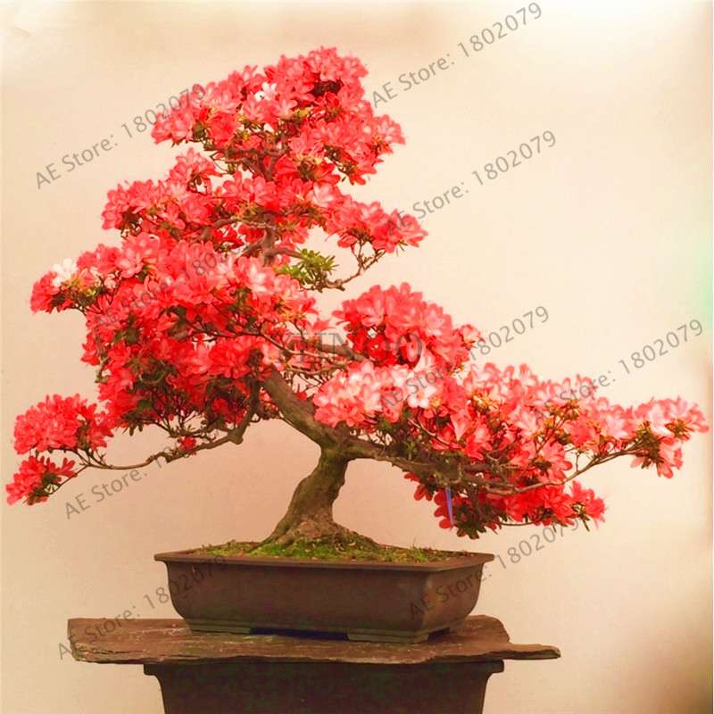Rare Azalea Bonsai Seeds - DIY Home Garden Plants, Sakura-Like Blooms - Grow Japanese Cherry Flowers