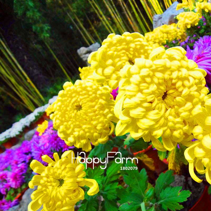 Fragrant Chrysanthemum Seeds - Colorful Bonsai Flower Seeds for Home Garden Planting