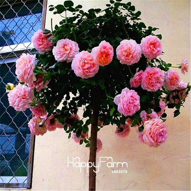 Rare Rosa Chinensis Seeds - Fresh Dendroidal Rose Tree Seeds for Planting, Exotic Flower Garden