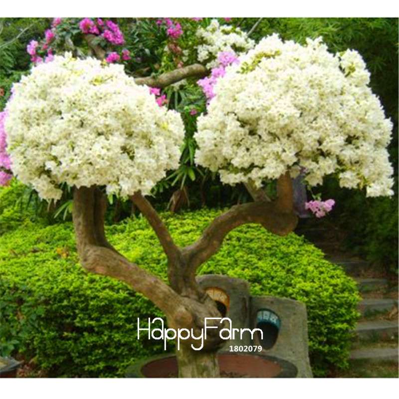 9 Varieties Bougainvillea Spectabilis Seeds - Perennial Bonsai & Flowering Plants