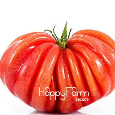 Organic White Tomato Seeds for Home Garden - Non-GMO, Easy to Grow, Potted Vegetable Planting