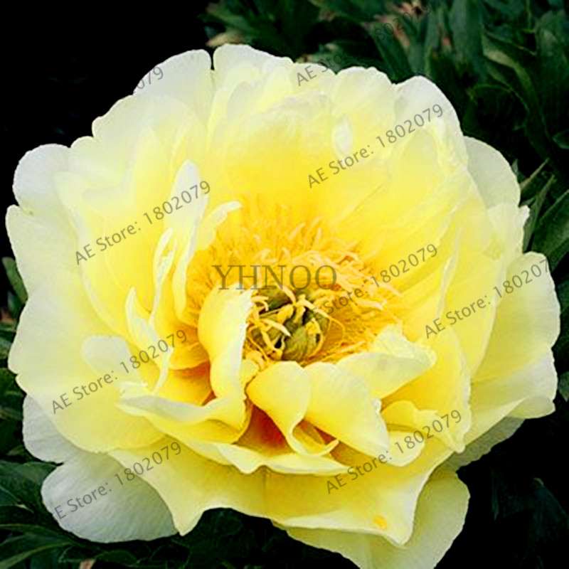 Rare Perennial Peony Seeds - Mixed Colors & Species, Bonsai Flower Tree for Home & Garden