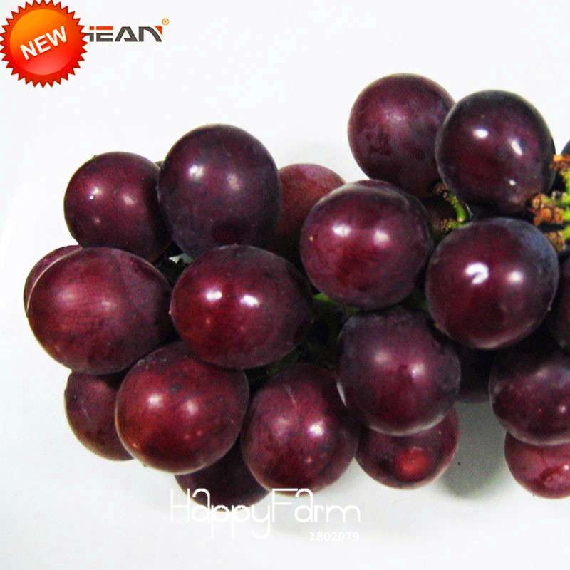Sweet Kyoho Grape Seeds - Natural, Fast-Growing, Delicious Fruit Plants for Home Garden