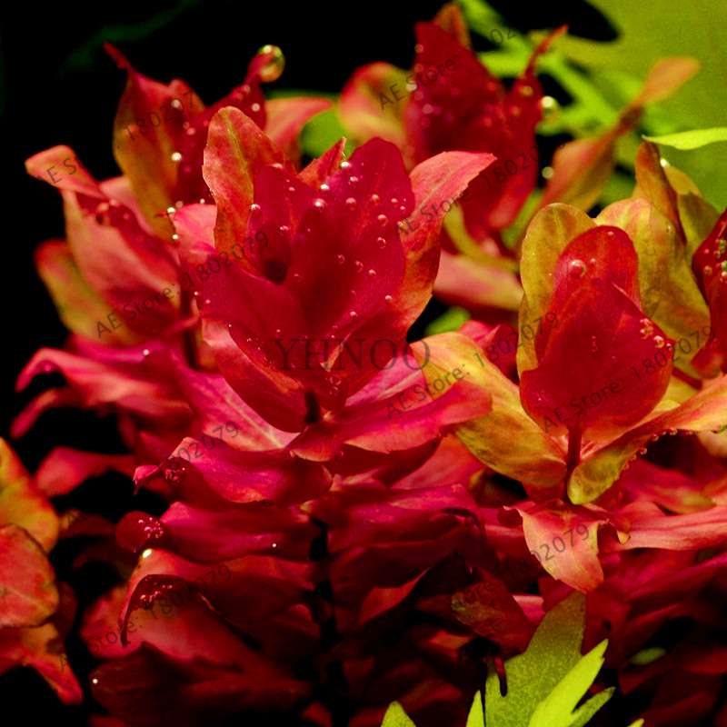 Mixed Aquarium Plants Seeds - Fish Tank Decor, Live Water Grass for Aquatic Plant Lovers