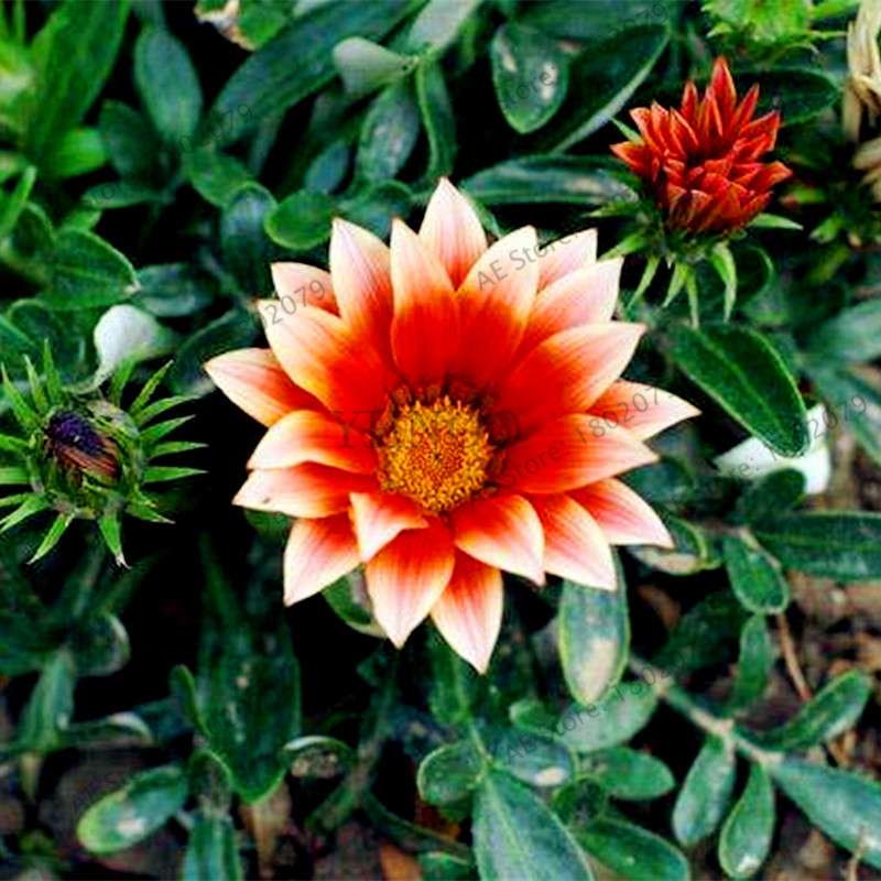 Mixed Color Gazania Rigens Seeds - Vibrant Flower Seeds for Home & Garden, Indoor/Outdoor Planting