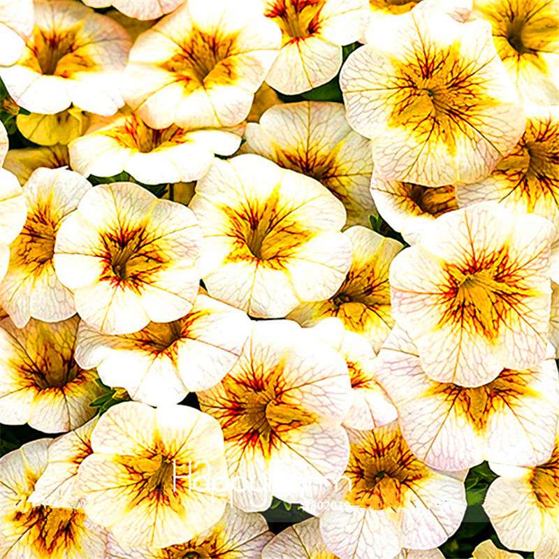 Frostfire Calibrachoa Seeds - Rare Superbells Petunia, Large Blooms, Annual Flower for Garden