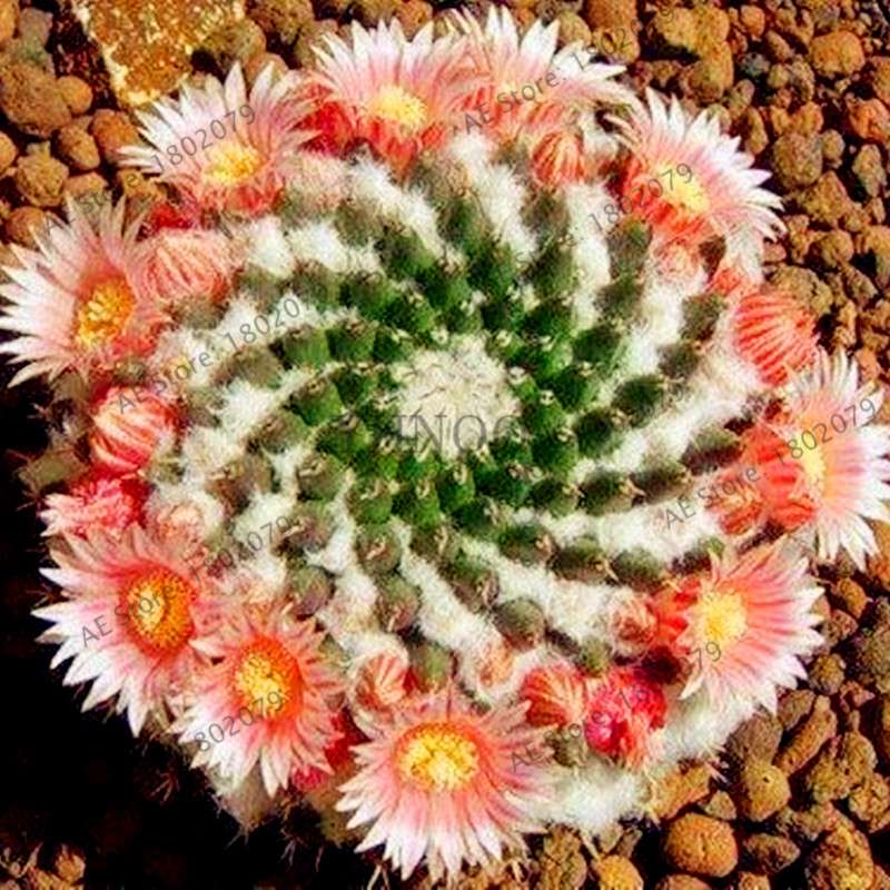Premium Cactus & Succulent Seeds Mix - High Germination for Home & Garden Planting