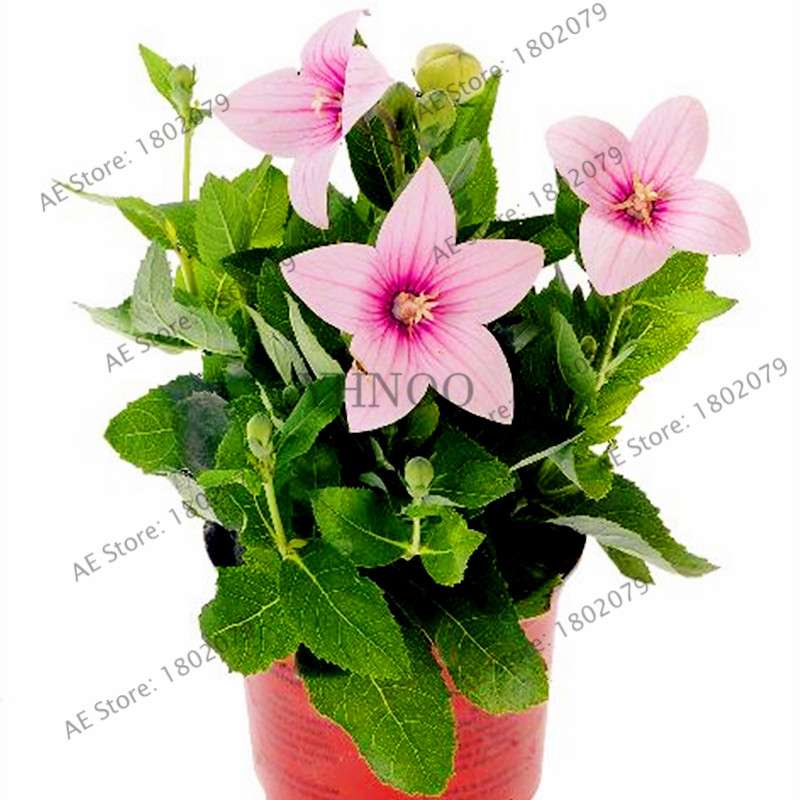 Rare Campanulaceae Flower Seeds - Easy to Grow Indoor/Outdoor Potted Plants for Home & Garden