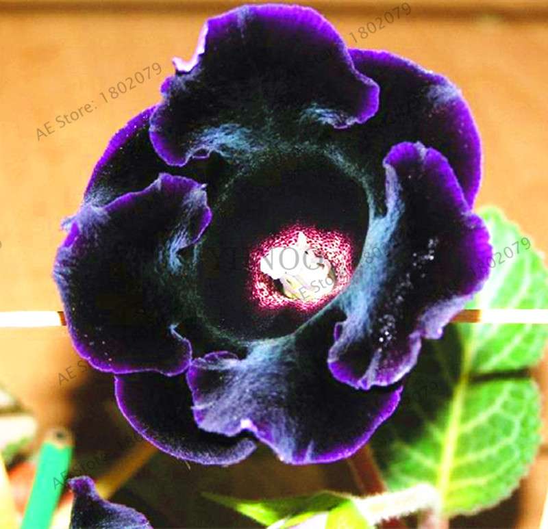 Climbing Gloxinia Seeds - Perennial Sinningia Speciosa Bonsai Flowers for Balcony & Garden Planting