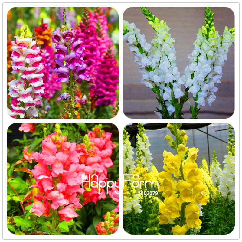 Snapdragon Seeds - Color Mix, Bonsai & Balcony Flowers, DIY Home Garden Planting - Non-GMO, Fast Growth