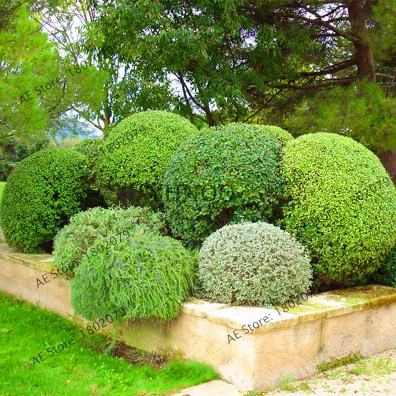 Juniper Bonsai Seeds for Planting - Grow Outdoor Bonsai Trees, Purify Air, Perfect for Home & Garden