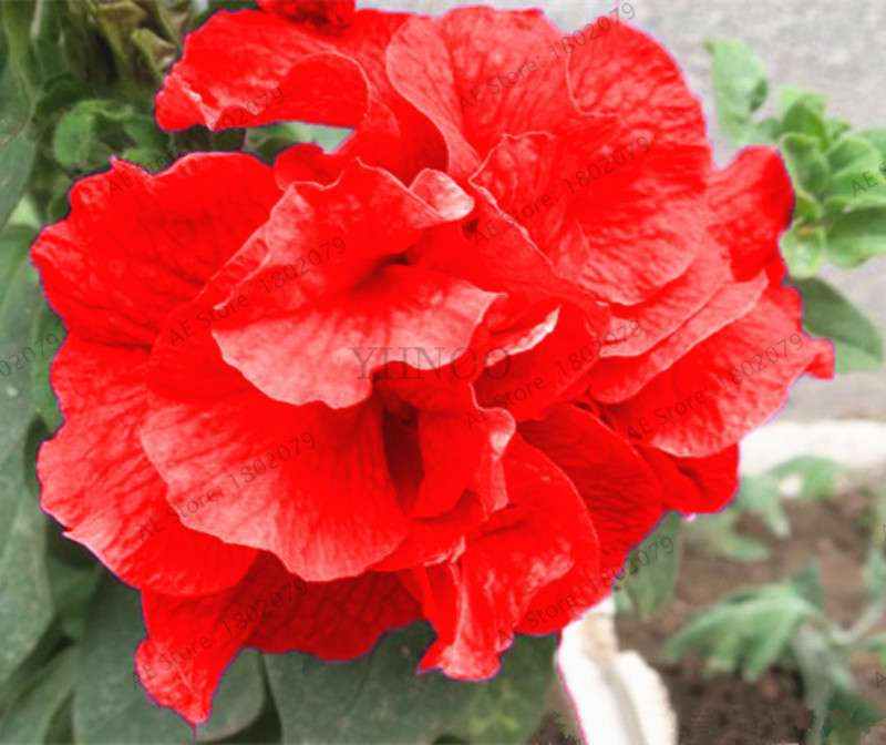 Double Petal Petunia Seeds - Vibrant Indoor Flower Bonsai Plants for Home & Garden