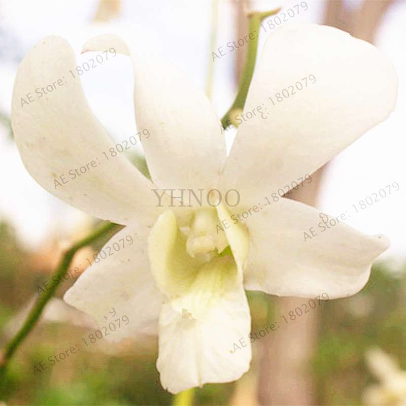 Rare Dendrobium Orchid Seeds - Perennial Indoor & Outdoor Balcony Office Plants