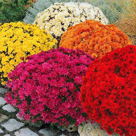 Perennial Daisy Seeds - Hardy Ground Cover Chrysanthemum for Home Garden & Bonsai Planting